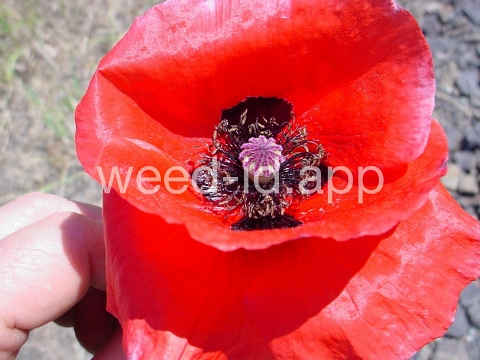 poppy, corn